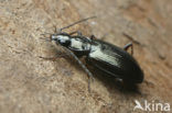 Riviersnelloper (Agonum micans)