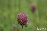 Rode klaver (Trifolium pratense)