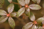 Rhododendron spec.