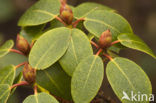 Rhododendron spec.