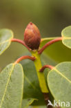 Rhododendron spec.
