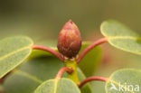 Rododendron (Rhododendron spec.)