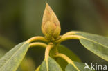 Rhododendron spec.