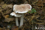 Spotted agaric (Collybia maculata)