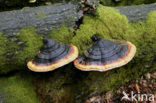 Roodgerande houtzwam (Fomitopsis pinicola)