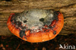 Roodgerande houtzwam (Fomitopsis pinicola)