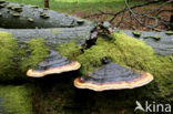 Roodgerande houtzwam (Fomitopsis pinicola)