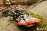 Roodgerande houtzwam (Fomitopsis pinicola)