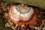 Roodgerande houtzwam (Fomitopsis pinicola)