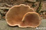 Roodgerande houtzwam (Fomitopsis pinicola)