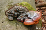 Roodgerande houtzwam (Fomitopsis pinicola)