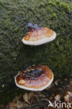 Roodgerande houtzwam (Fomitopsis pinicola)