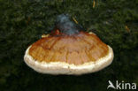 Roodgerande houtzwam (Fomitopsis pinicola)