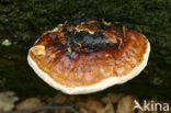 Roodgerande houtzwam (Fomitopsis pinicola)