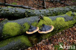 Roodgerande houtzwam (Fomitopsis pinicola)