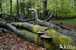 Roodgerande houtzwam (Fomitopsis pinicola)