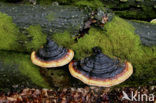 Roodgerande houtzwam (Fomitopsis pinicola)