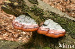 Roodgerande houtzwam (Fomitopsis pinicola)