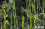 Schaafstro (Equisetum hyemale)