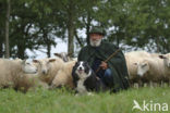 Sheep (Ovis domesticus)