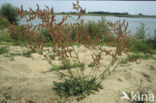 Schapenzuring (Rumex acetosella)