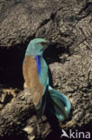 European Roller (Coracias garrulus) 