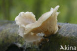 Schubbige oesterzwam (Pleurotus dryinus) 