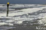 foam-algae (Phaeocystis sp)