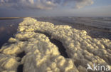 foam-algae (Phaeocystis sp)
