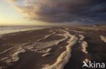 foam-algae (Phaeocystis sp)