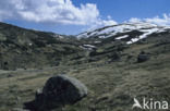 Sierra de Gredos