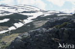 Sierra de Gredos