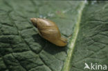 snail