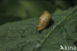 snail
