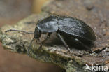 Black carion beetle (Phosphuga atrata)