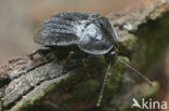 Black carion beetle (Phosphuga atrata)