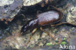 Oxypselaphus obscurus
