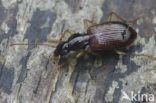 Oxypselaphus obscurus