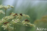 Soldaatje (Cantharis spec.)