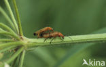 Soldaatje (Cantharis spec.)