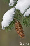 Spar (Picea)