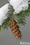 Spar (Picea)