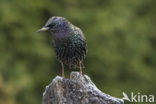 European Starling (Sturnus vulgaris)