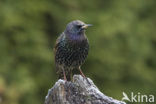 European Starling (Sturnus vulgaris)