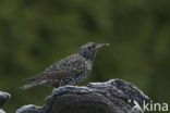 European Starling (Sturnus vulgaris)
