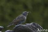European Starling (Sturnus vulgaris)
