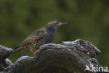 European Starling (Sturnus vulgaris)