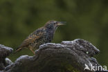 European Starling (Sturnus vulgaris)