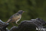 European Starling (Sturnus vulgaris)