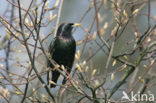 European Starling (Sturnus vulgaris)